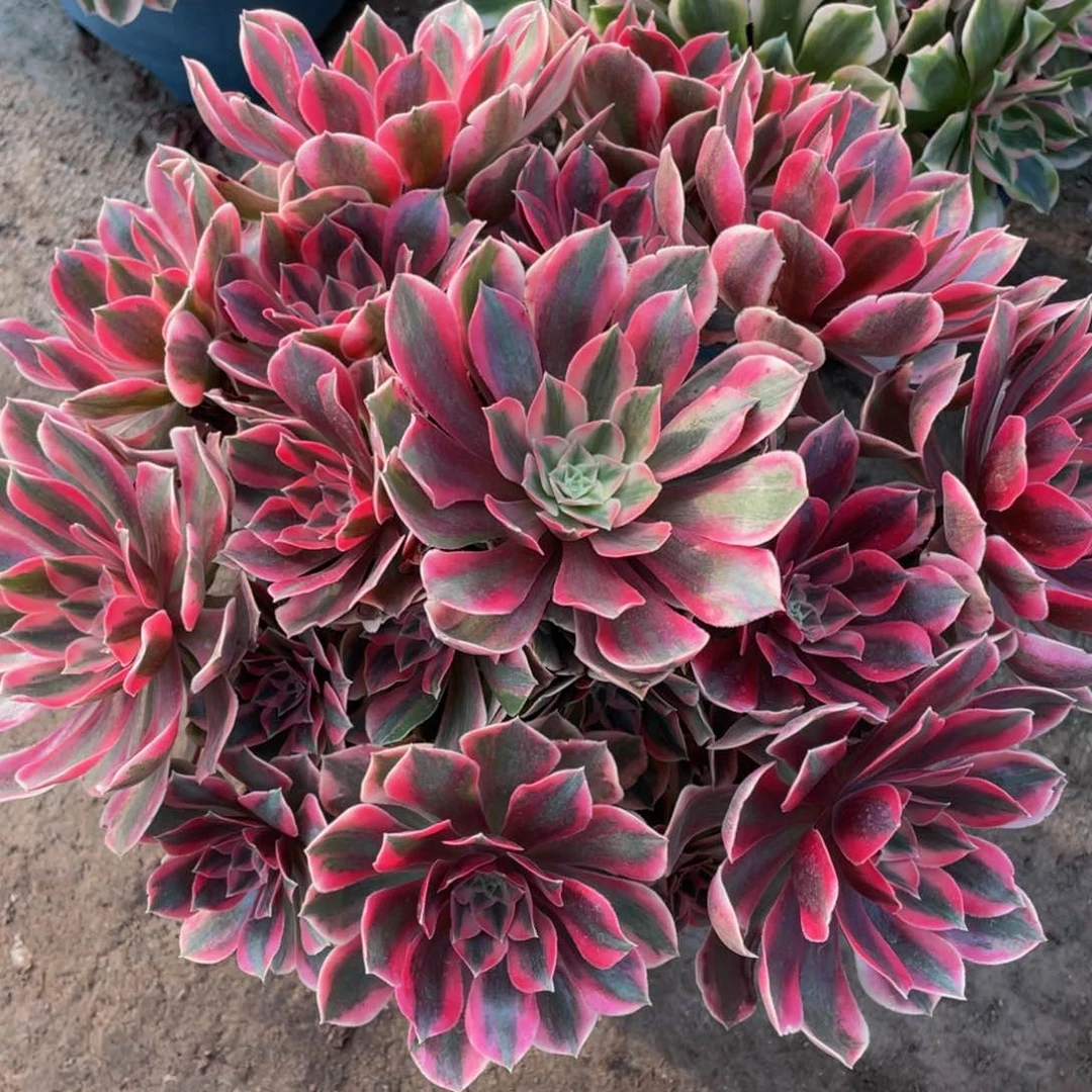 W*350红粉佳人精品法师老桩