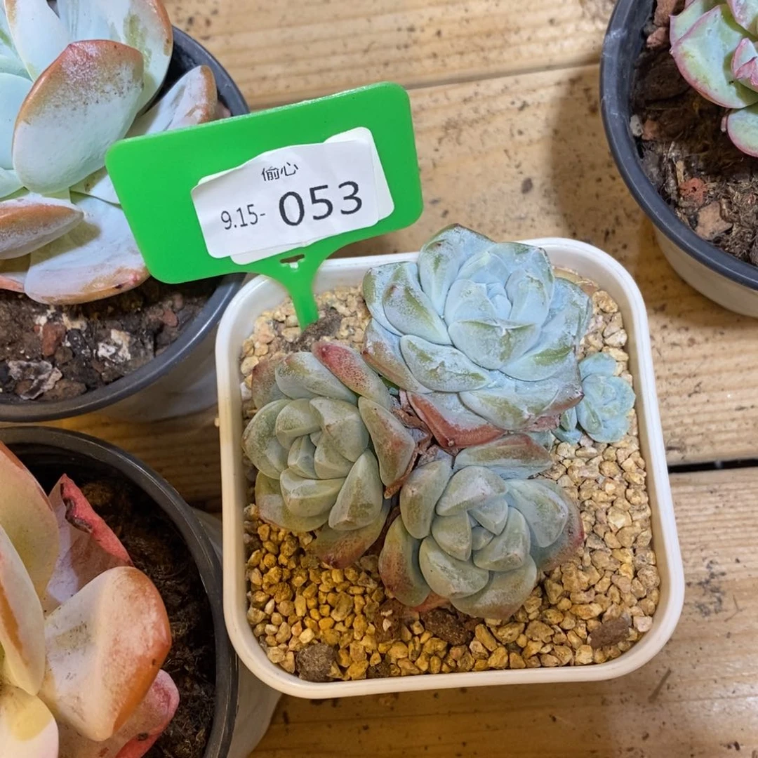 壹**花915053多肉四头多肉群