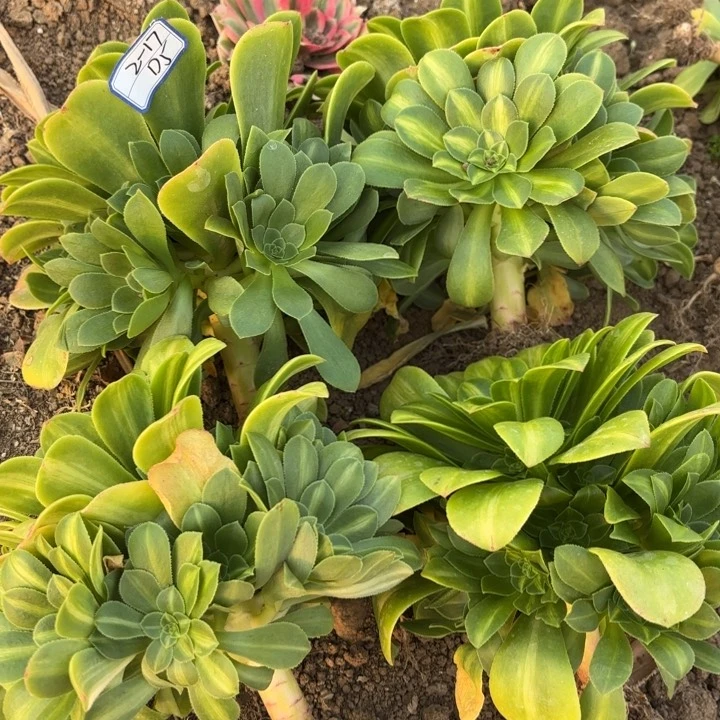 量拍四颗一起翡翠琉璃多肉断枝不包