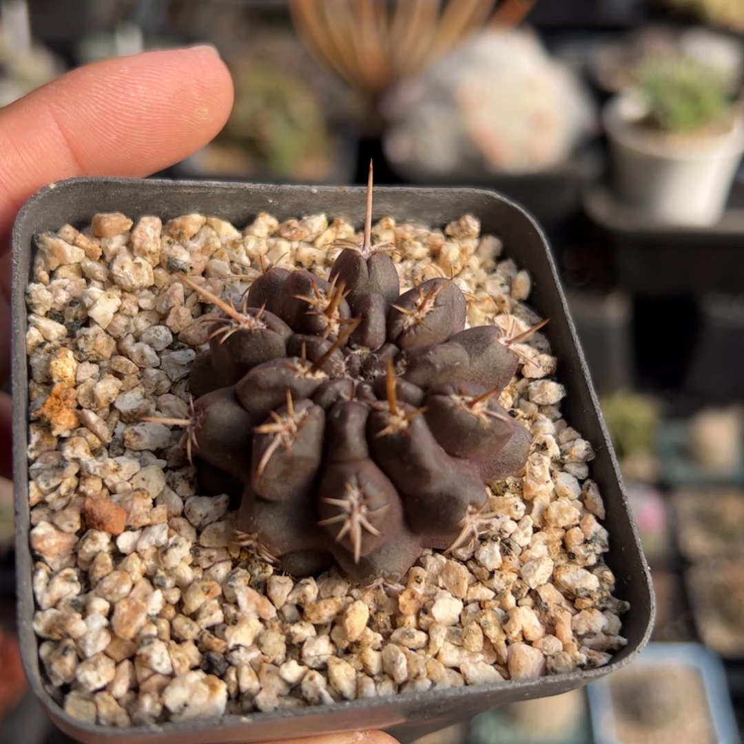 实生雷头杂交 脱土发货