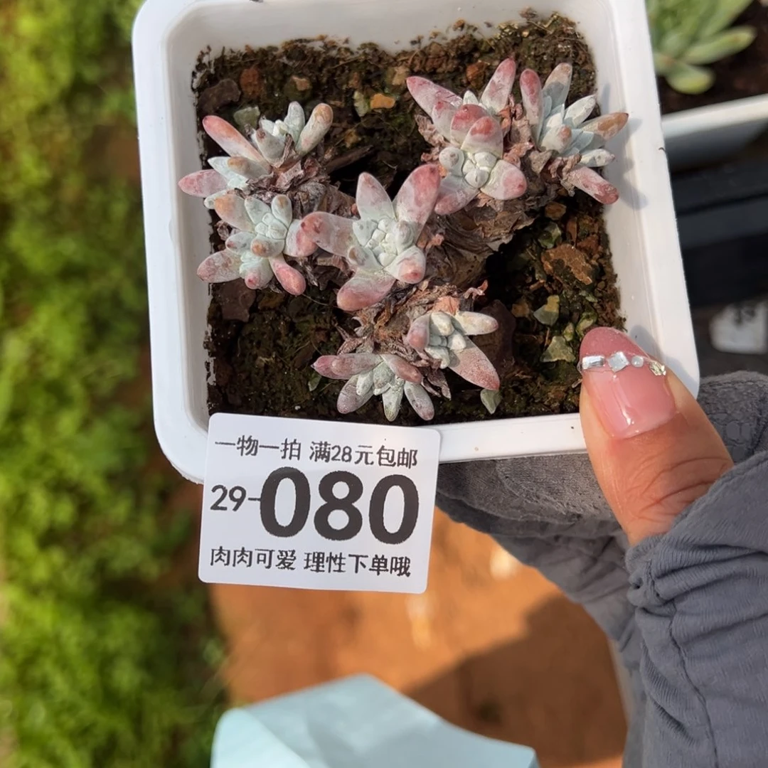 喵****了白菊多肉多肉多肉多肉