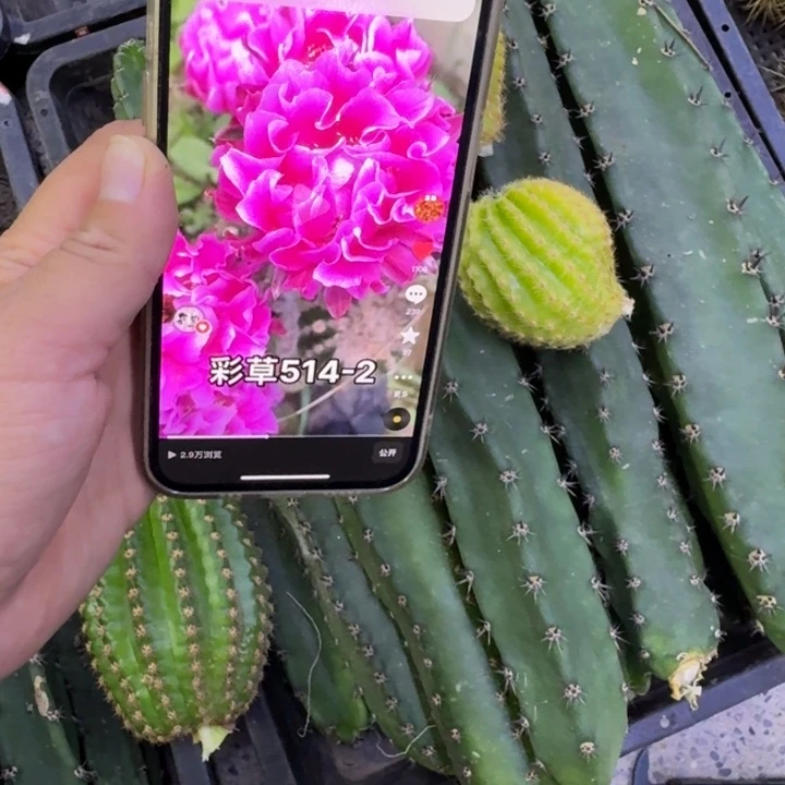 300彩草514.2嫣然锦歪无根侧牙4公分左右，20包邮