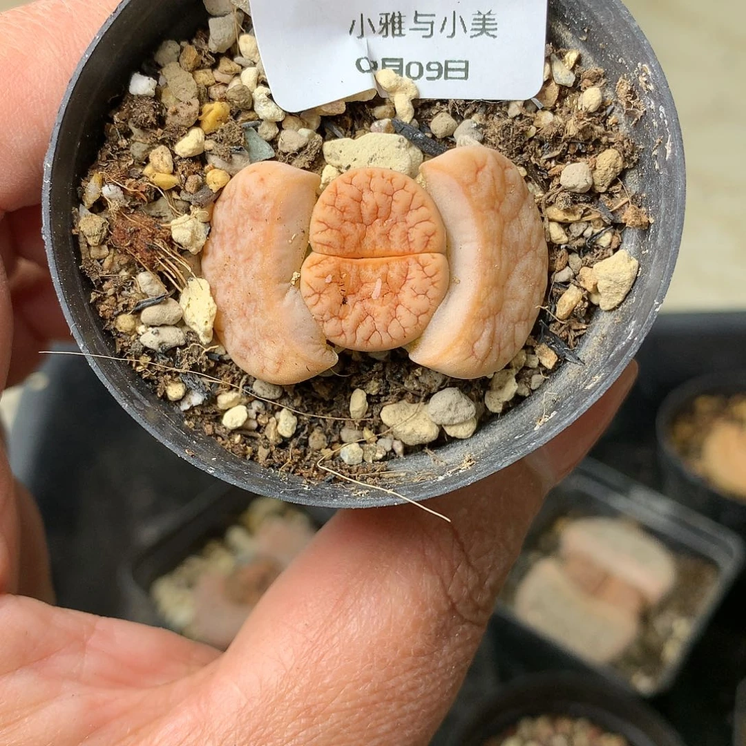 G47多肉植物保护研究所