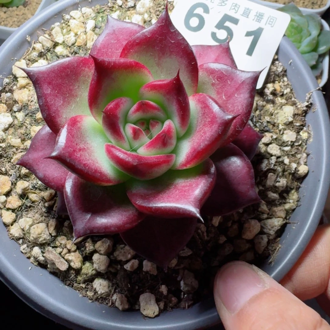 卡宴      愿你一路坦途，乘风破浪展宏图