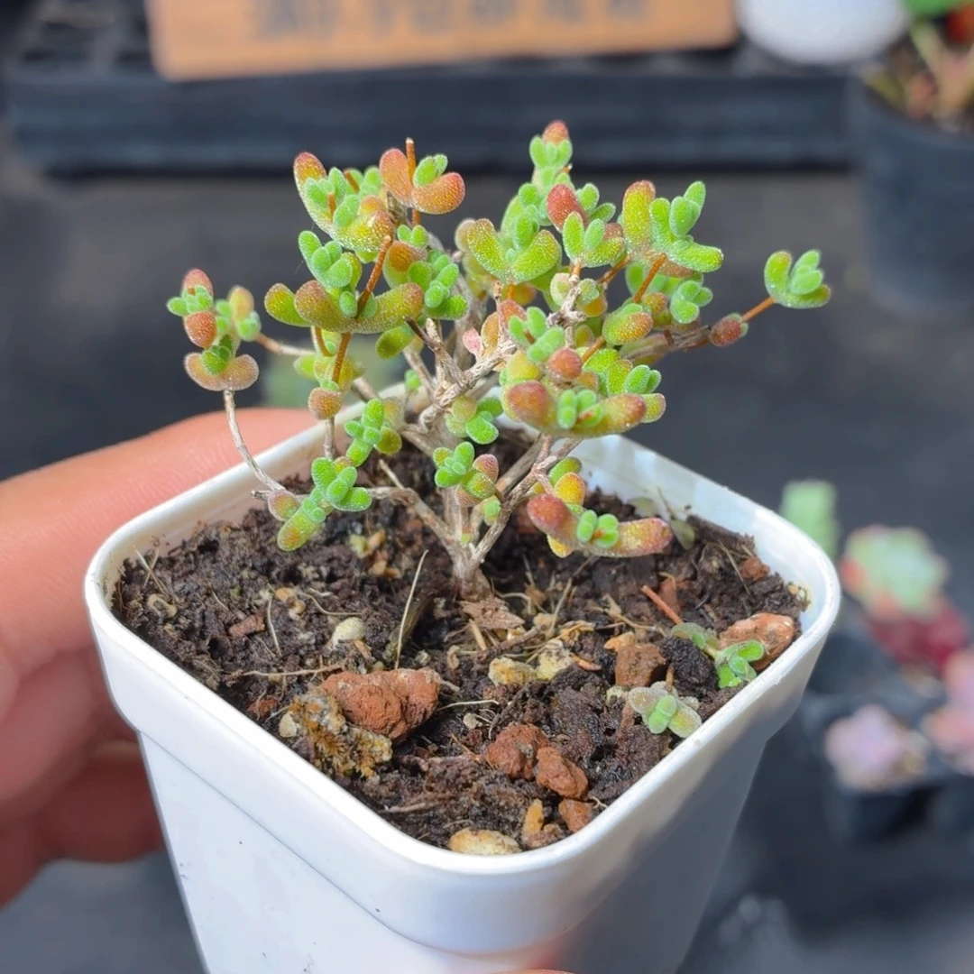 莱斯枝干多肉9.9包邮发货