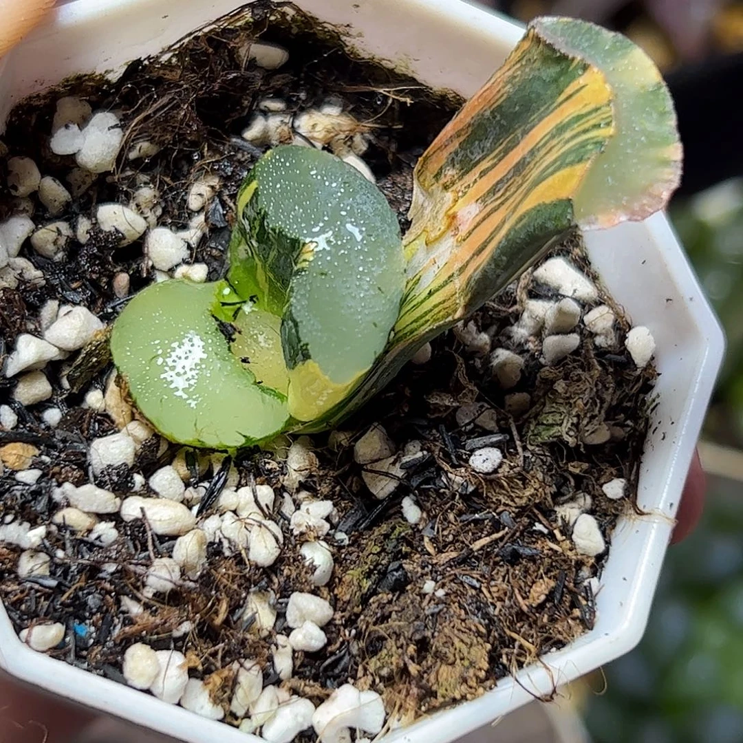 大海原锦十二卷十二卷