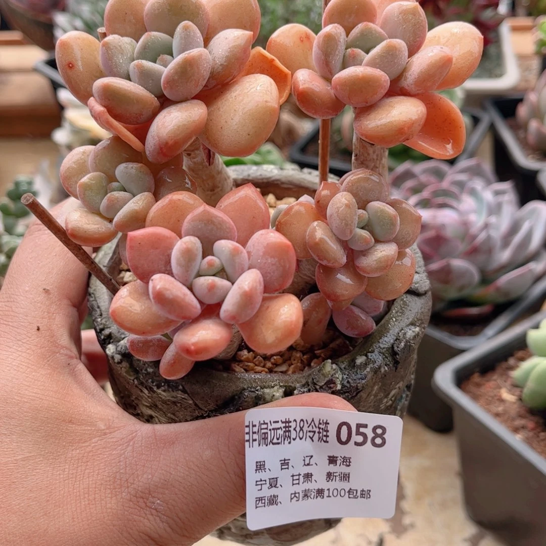 058白露德华多肉