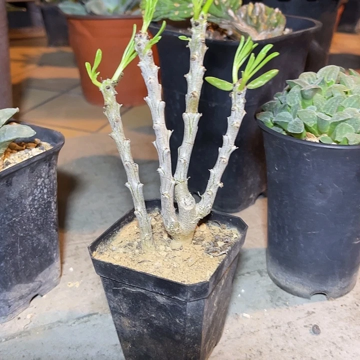 无花朵万物想杂奇峰锦一物一拍