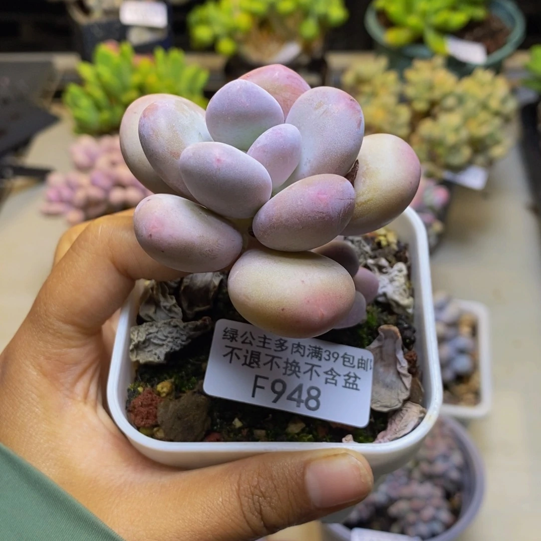 948彩虹奶多肉6cmm