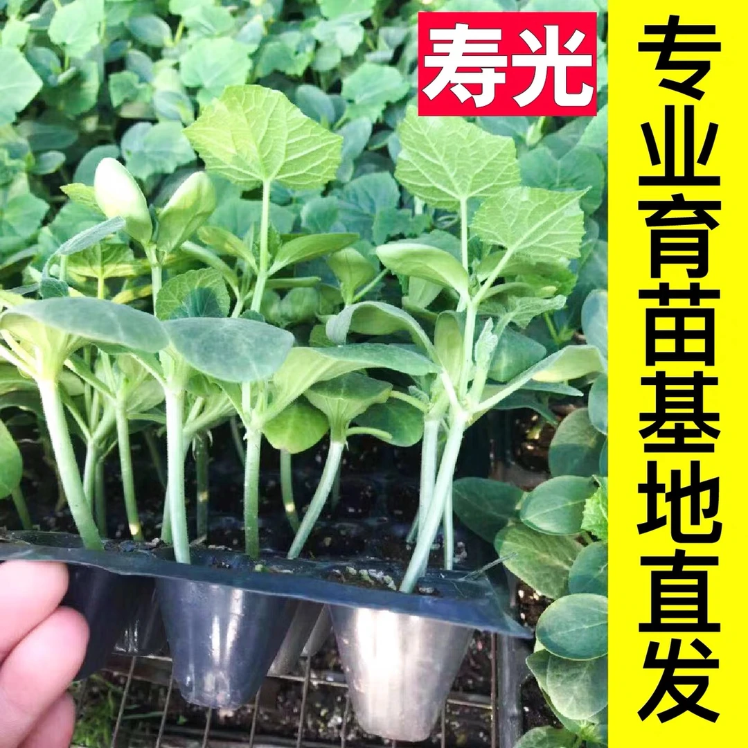 四季可种优质密刺黄瓜秧苗蔬菜苗带土盆栽阳台高产早熟青皮黄瓜苗