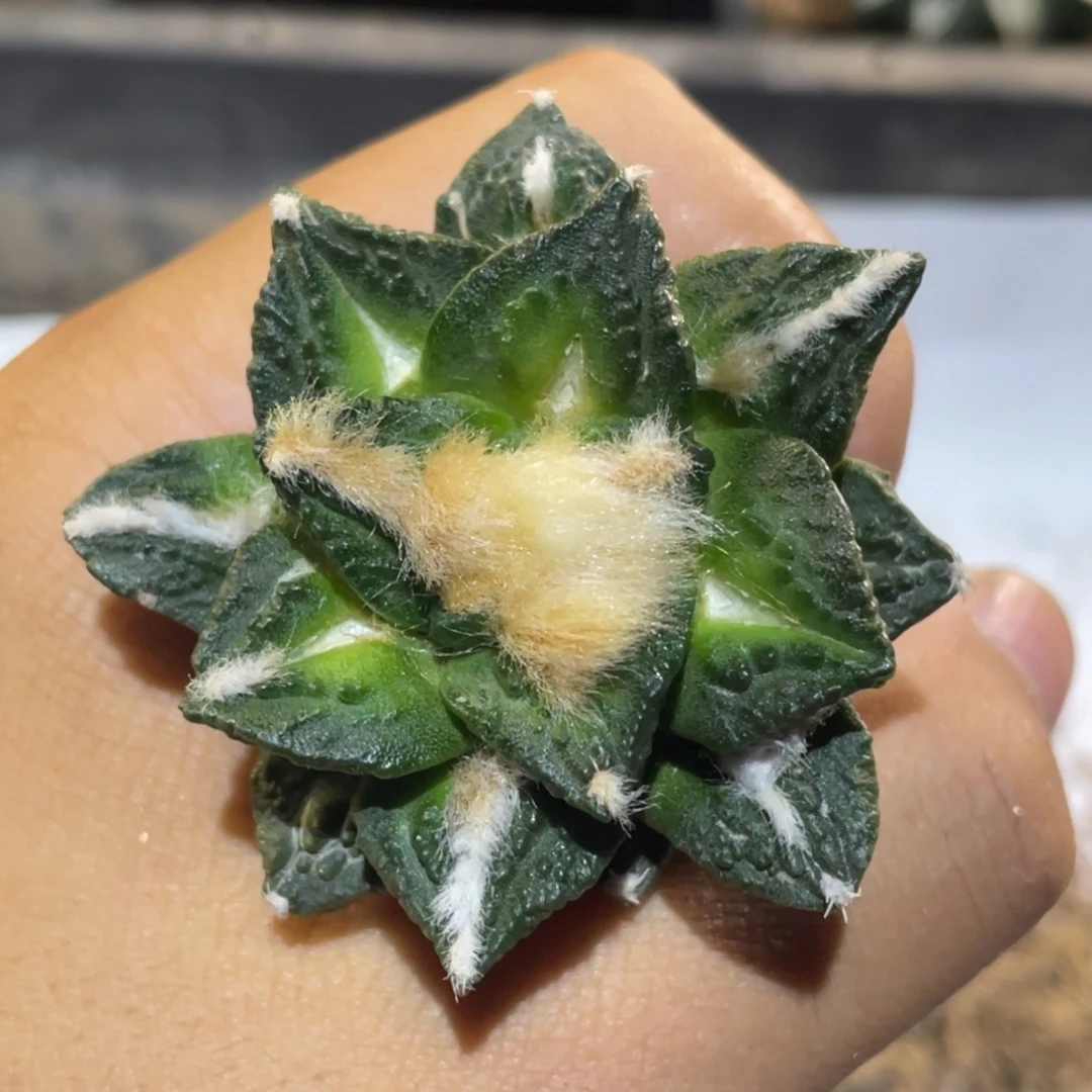 全部花朵自根883 仙人球开花