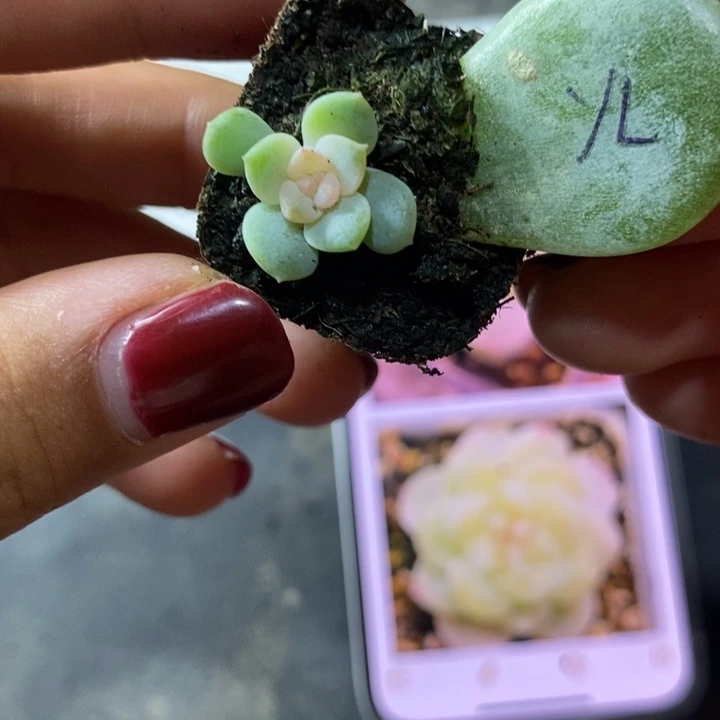 云岚芽苗一个多肉