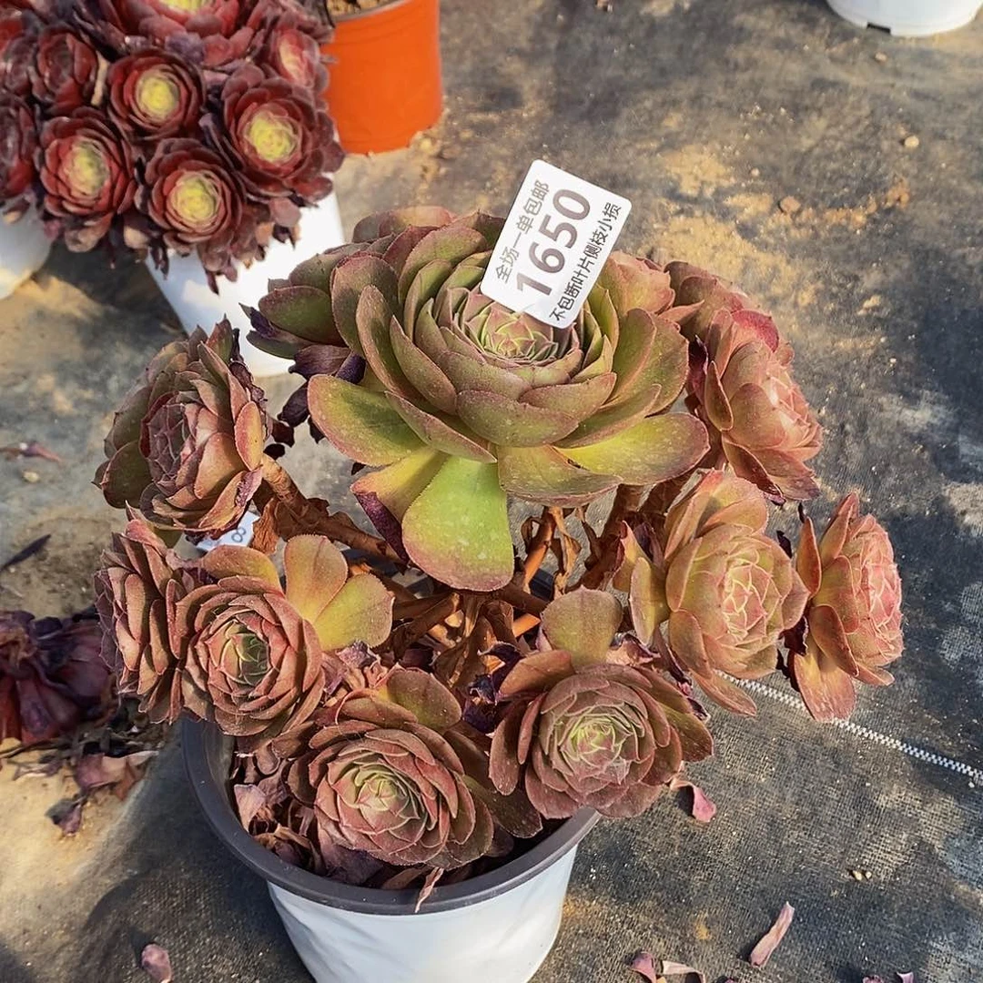 1650万圣节沙拉碗老桩