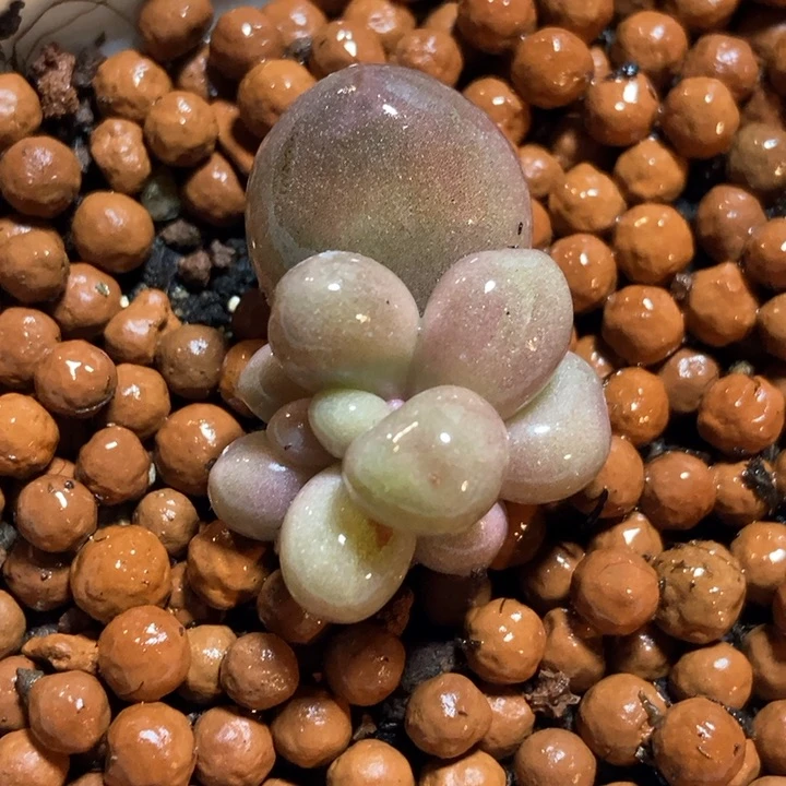 红手指锦多肉植物