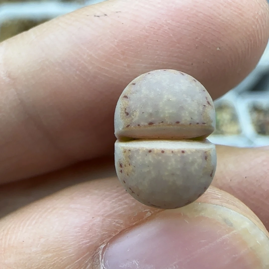 605二蜕翻窗林彪净窗饼干