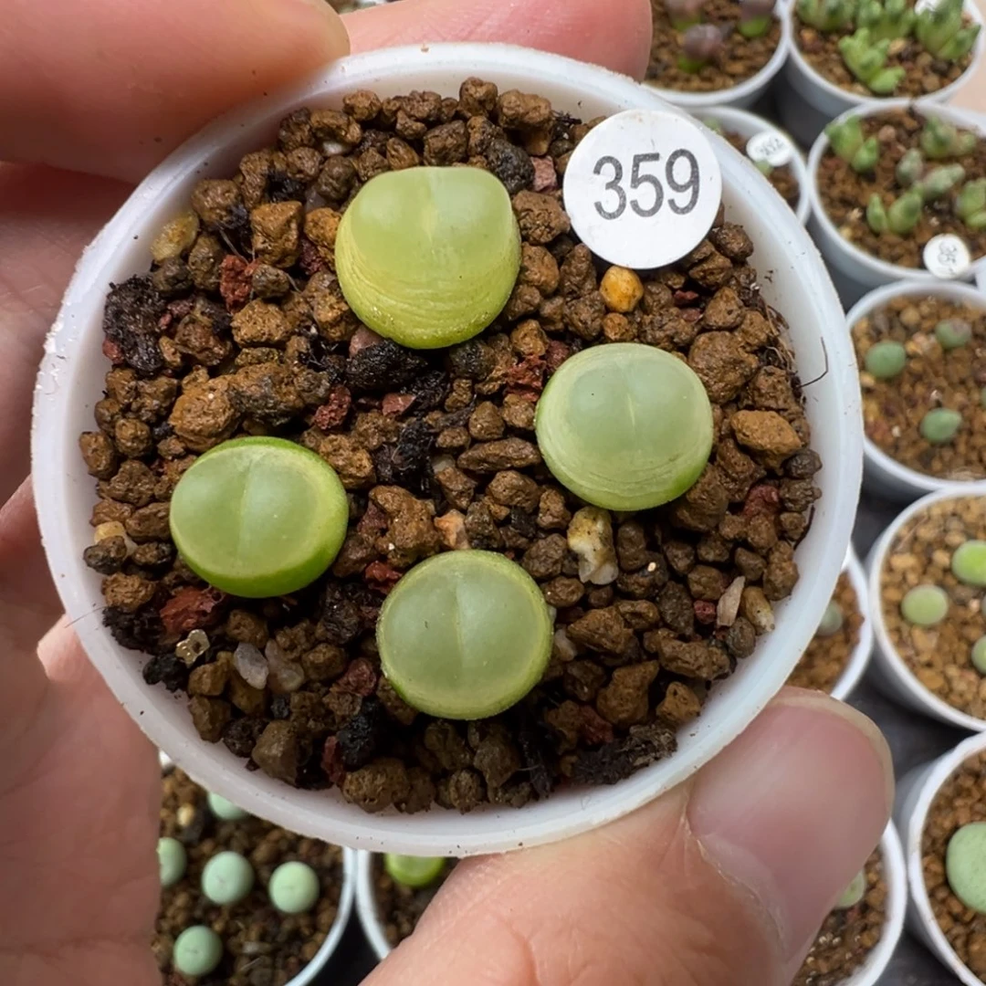 拉登一颗脱土3590000