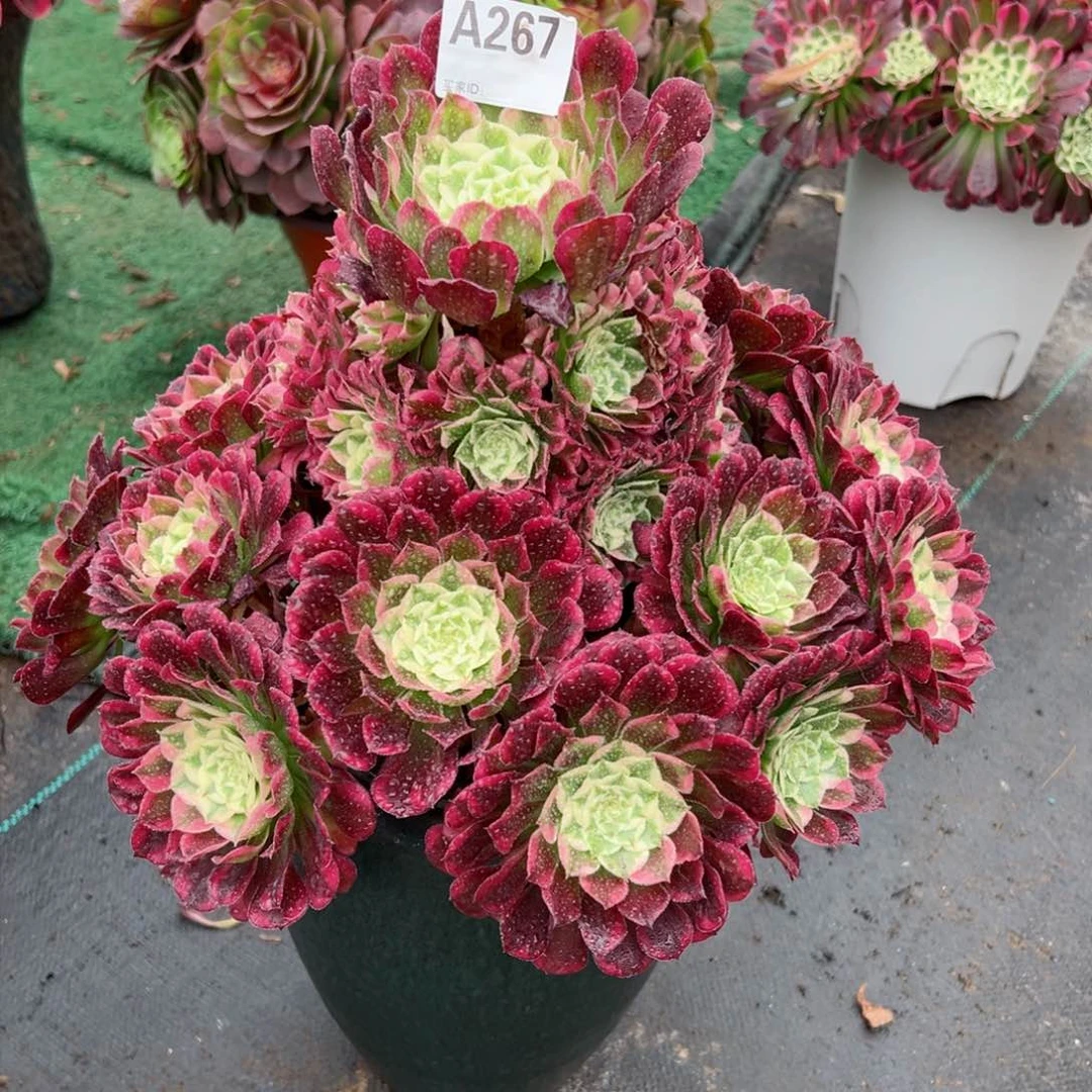 267霁月法师多肉植物