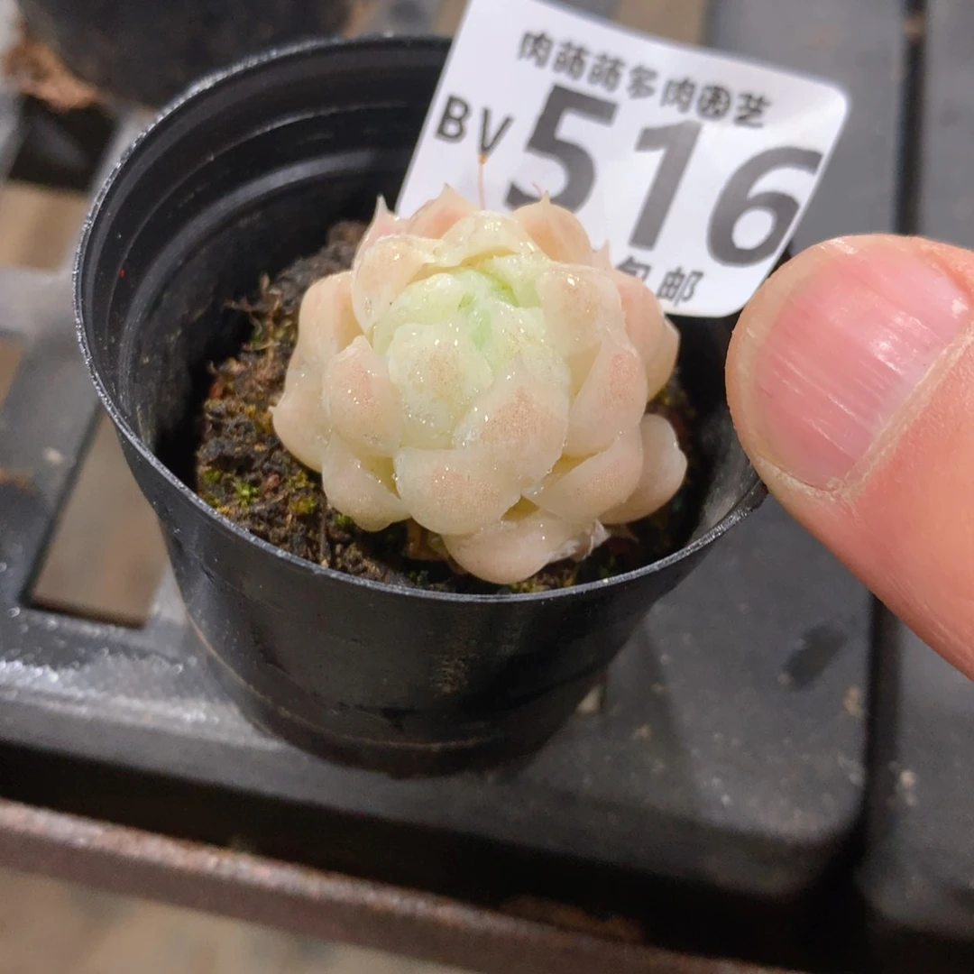 肉萌萌5cm拇指盆精控多肉BV516