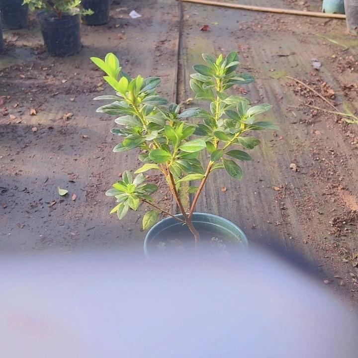 完全开放粉双樱一物一拍