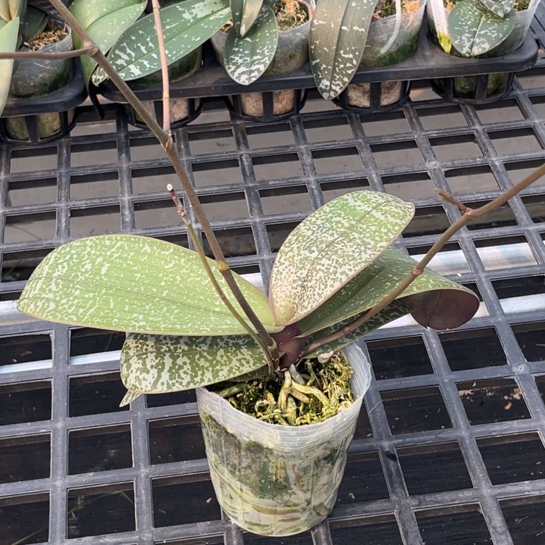 无花朵3.5寸史交西浓香银叶抽梗苗