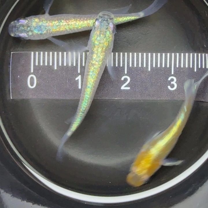 青鳉鱼无背鳍海王星，暗黑赤壁17号