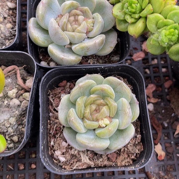 6.5方单头红琥珀带盆土