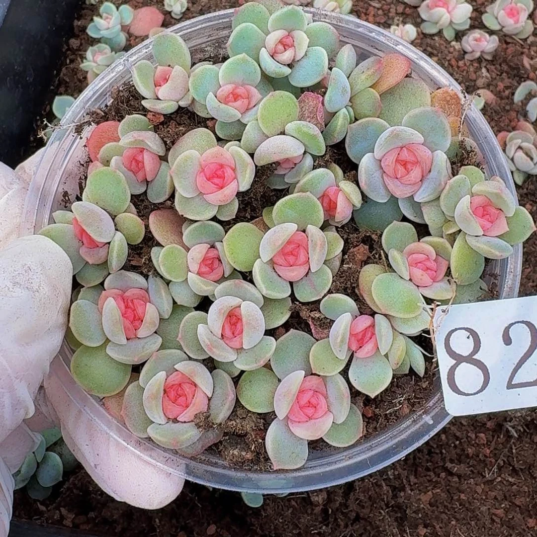 多肉植物多肉植物82