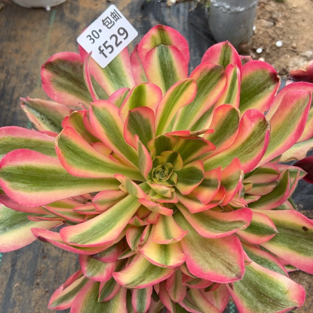 豆*1529红秀多肉法师