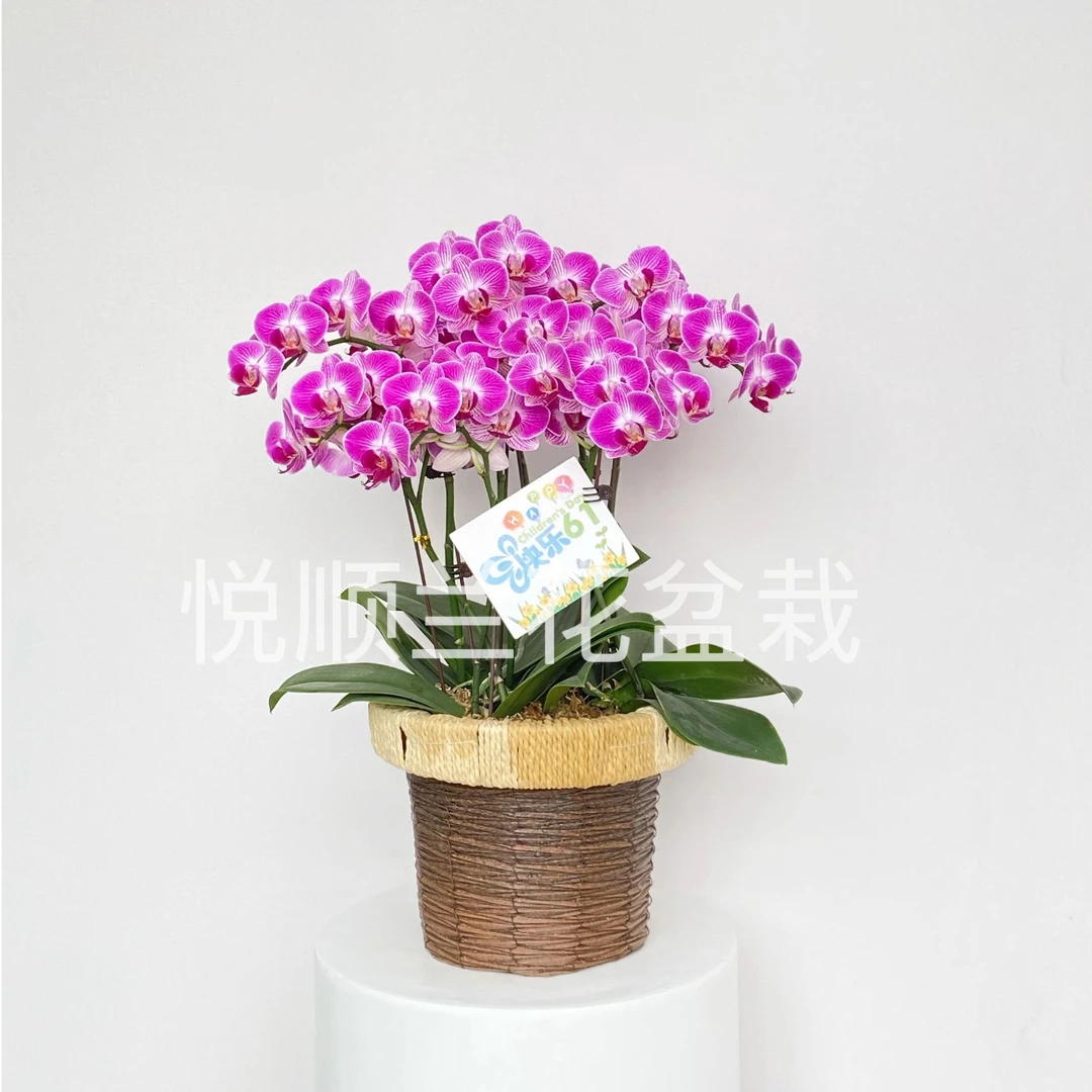 20600 蝴蝶兰 天堂鸟 叶片自然开裂 花期长