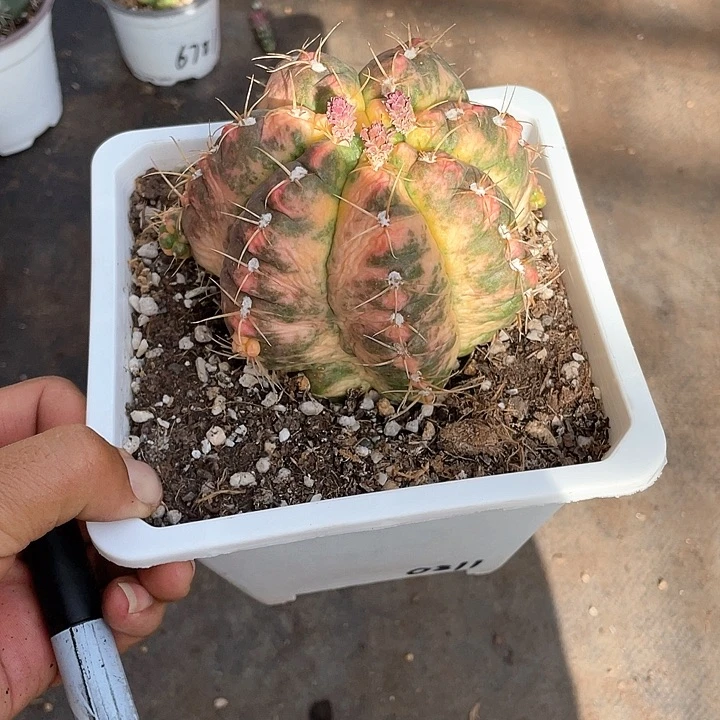 h****瑶超大海王丸锦带盆发货
