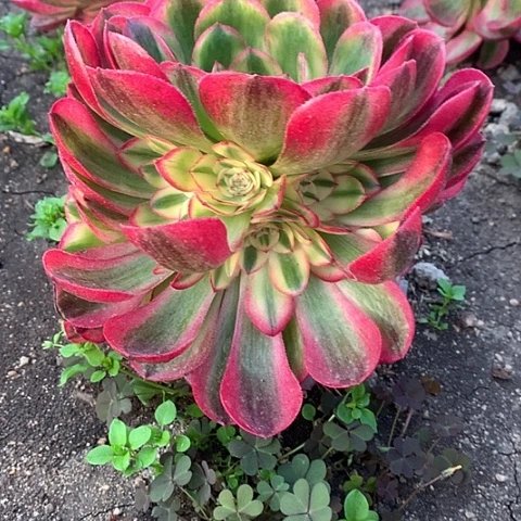 313倾城多肉植物