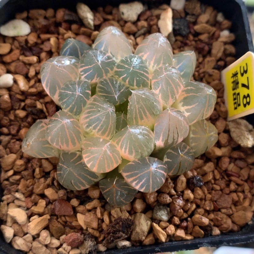 【闪购商品】378霓虹灯