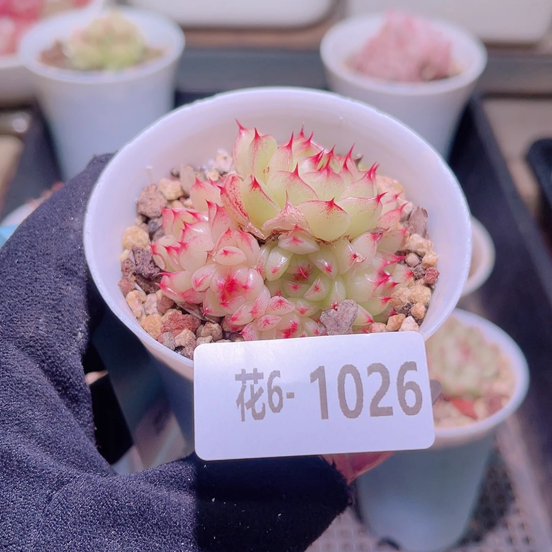 花利美6-1026海王