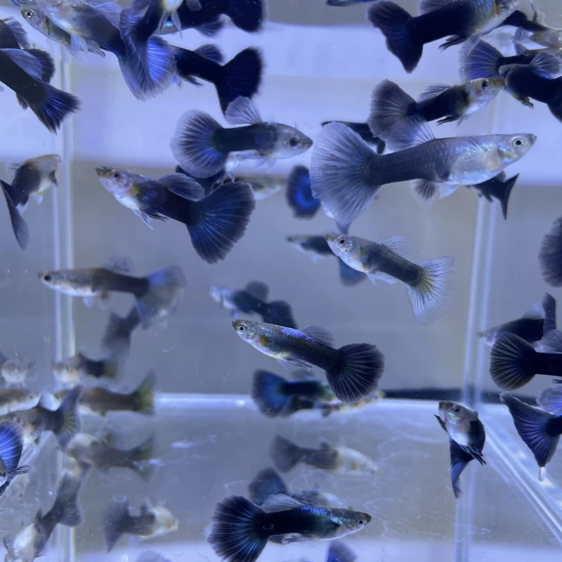 德系蓝礼服胎生小鱼小型观赏鱼活鱼好养耐活易繁殖包邮包损闯缸