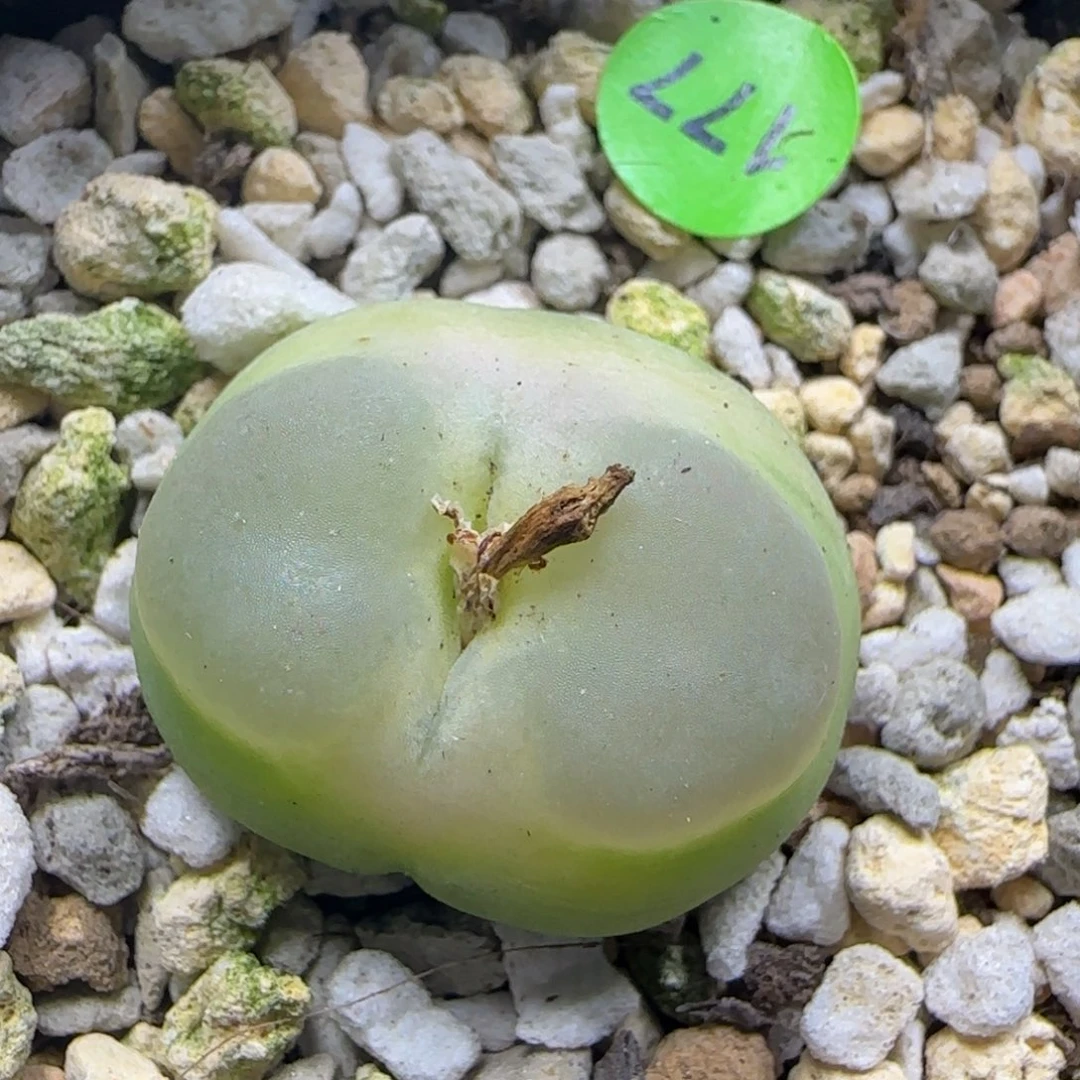 拉登2.5多肉植物177