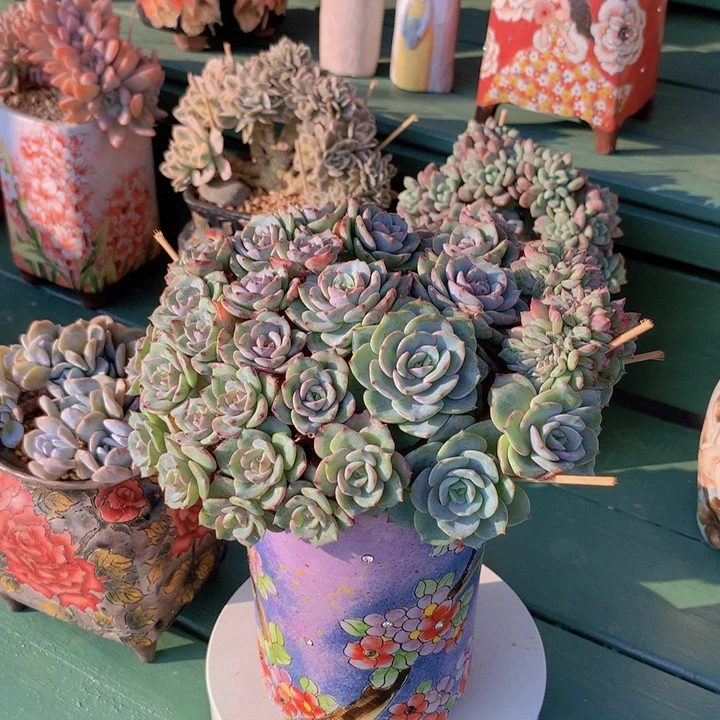 原始海棠花自然朵朵无砍