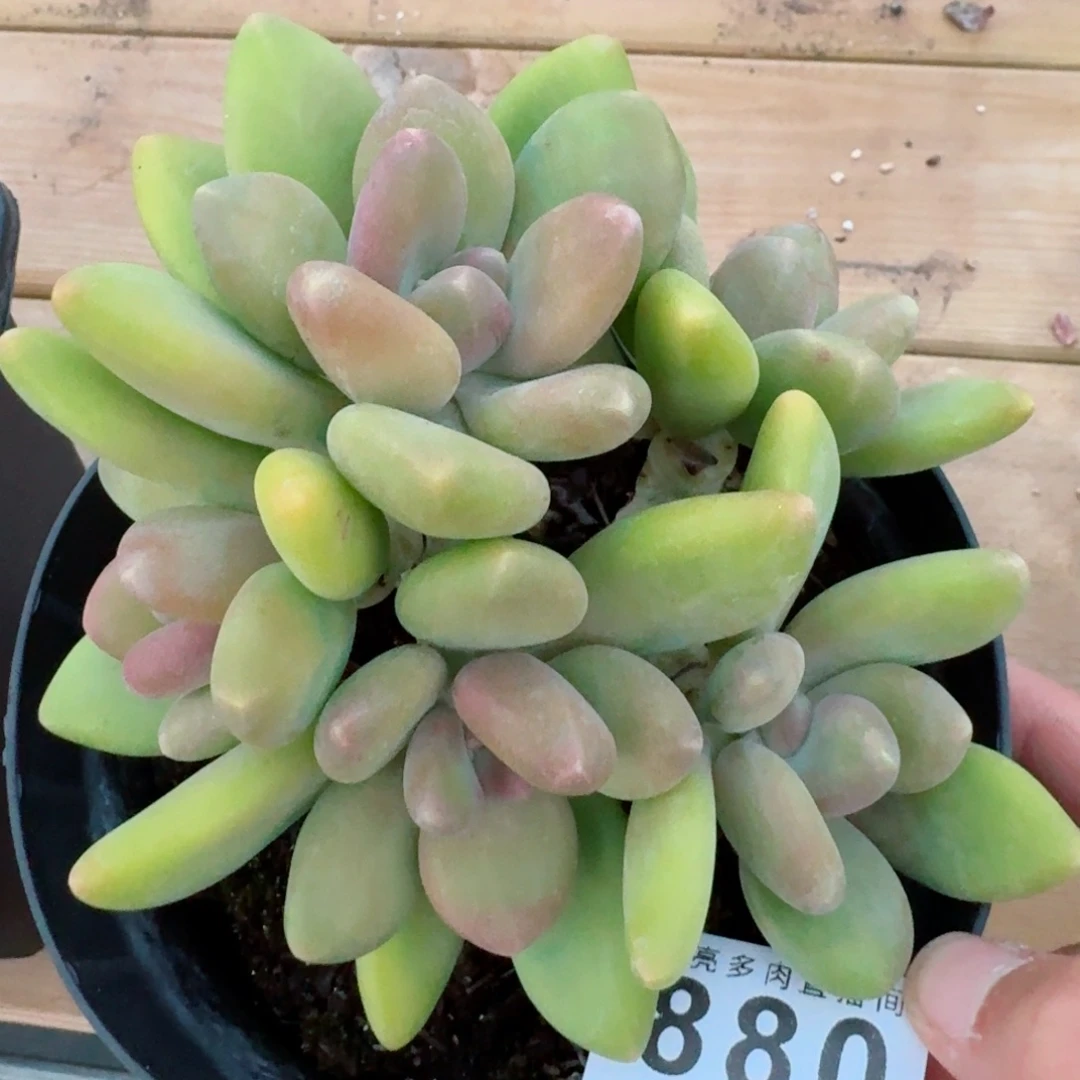 芒果奶      愿你一路坦途，乘风破浪展宏图