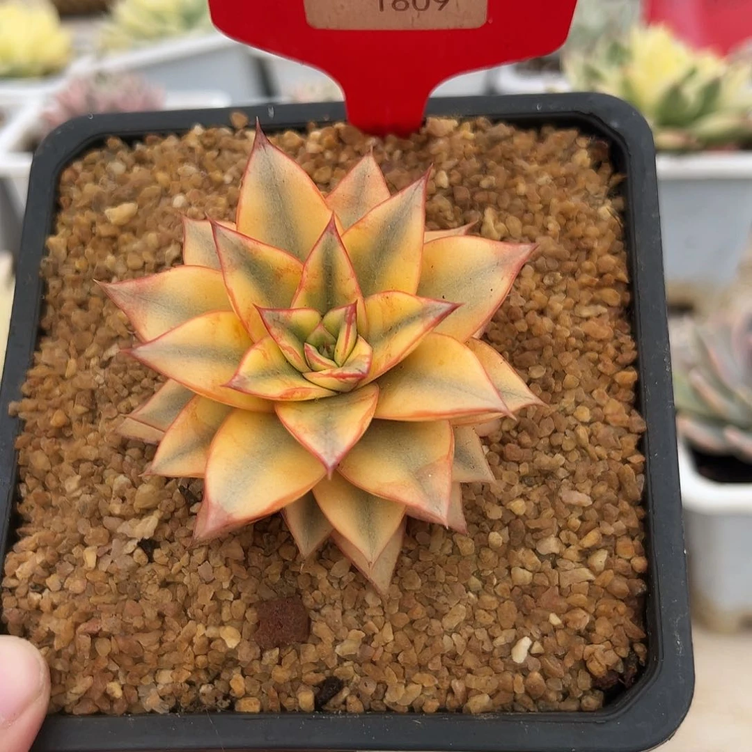 不开花植物1609号麒麟座锦多肉