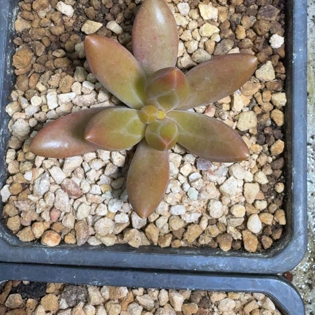 朵唯菲 薯条 单头 一物一拍