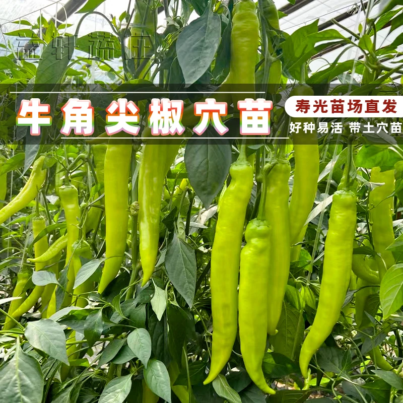 牛椒椒苗秧微辣羊角椒青椒牛椒椒种子苗高产四季阳台盆栽