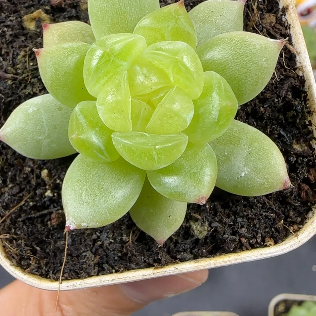 东篱下多肉植物哈哈哈哈哈37