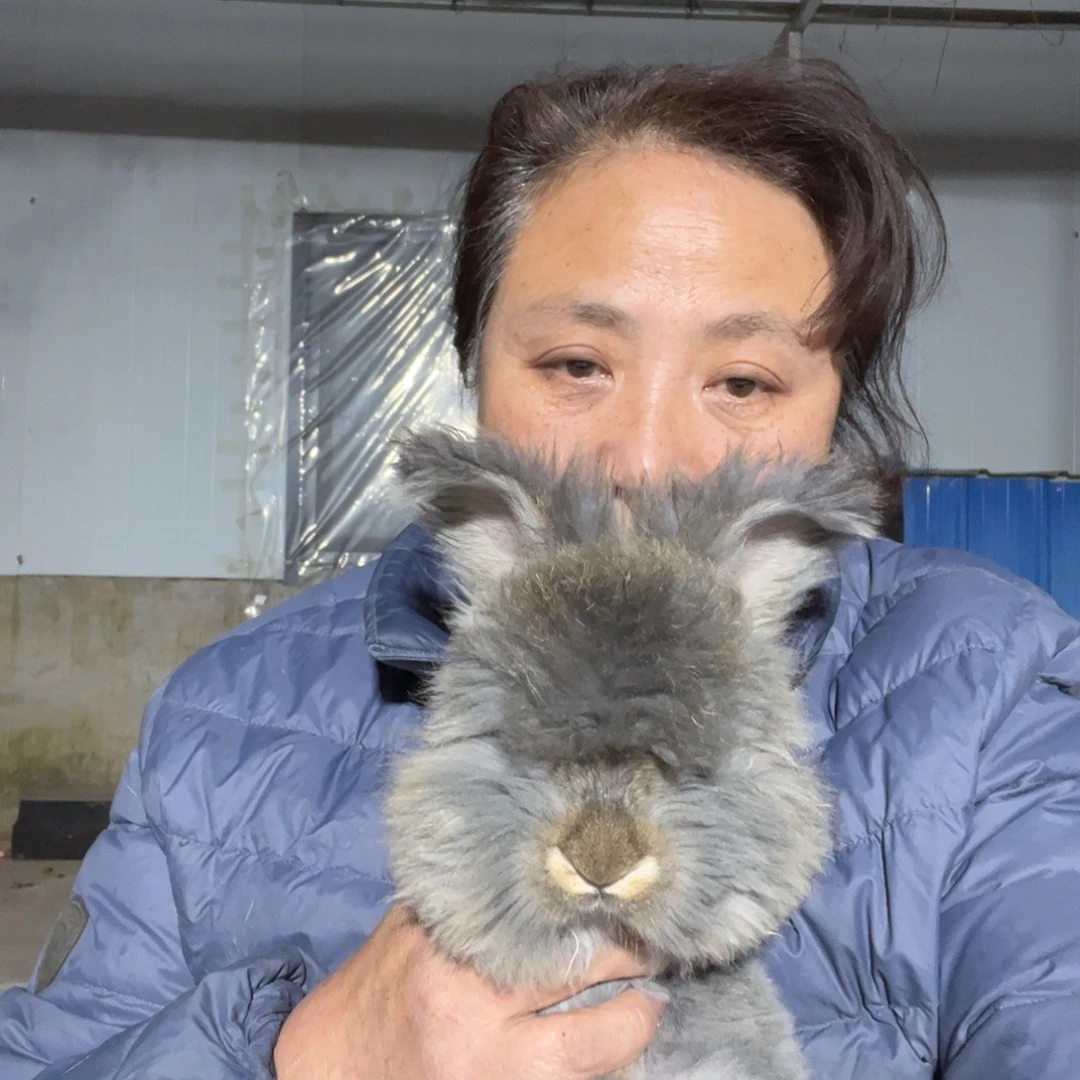 宠物兔英系安哥拉兔