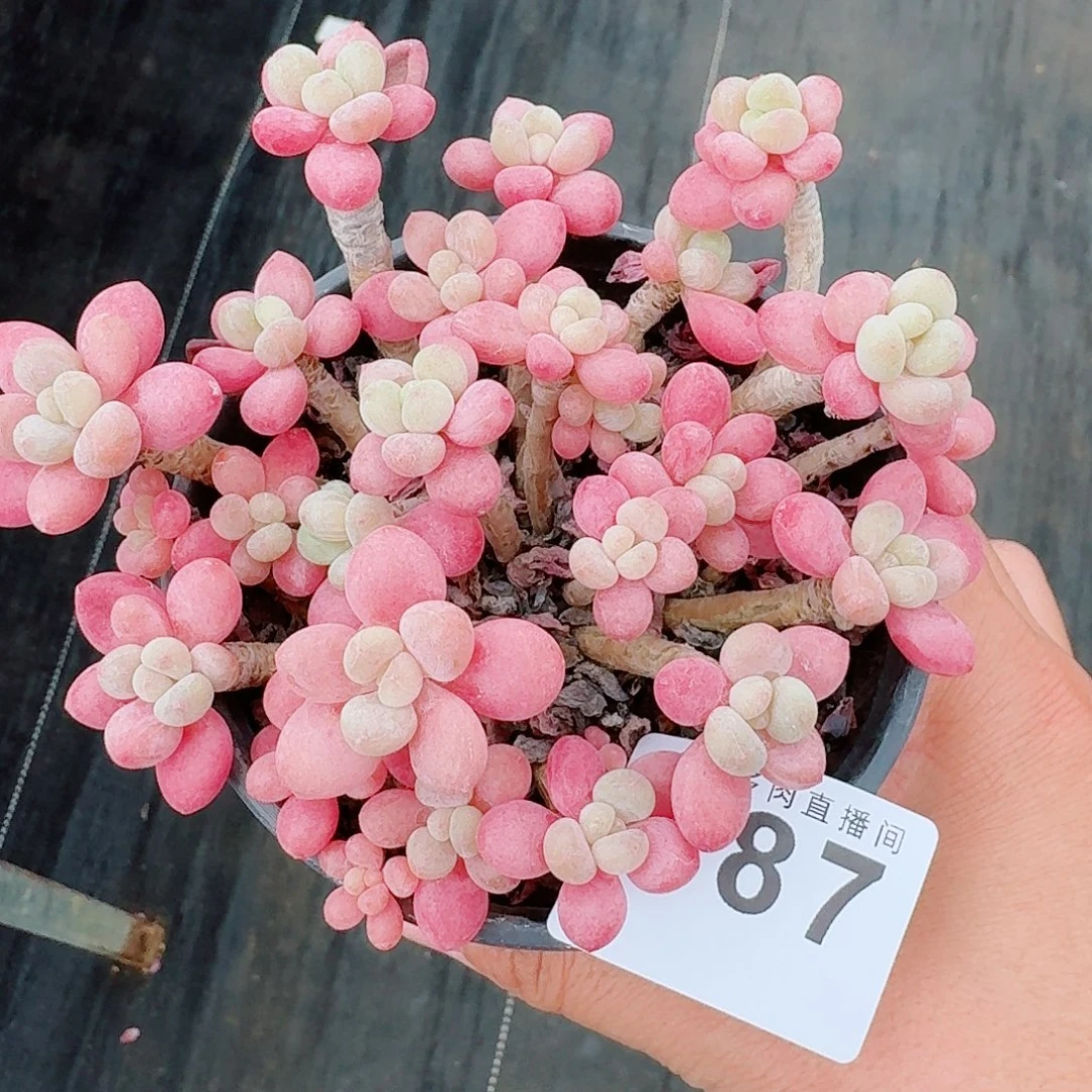 芊****鱼子酱群生            精美多肉植物