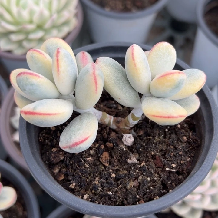 福娘锦一物一拍锦龙