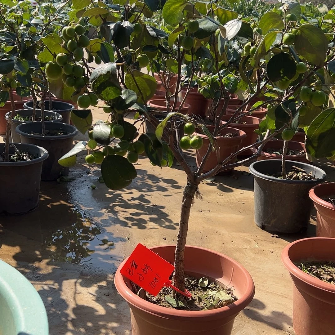 小***林完全开放苹果奶油枣树苗