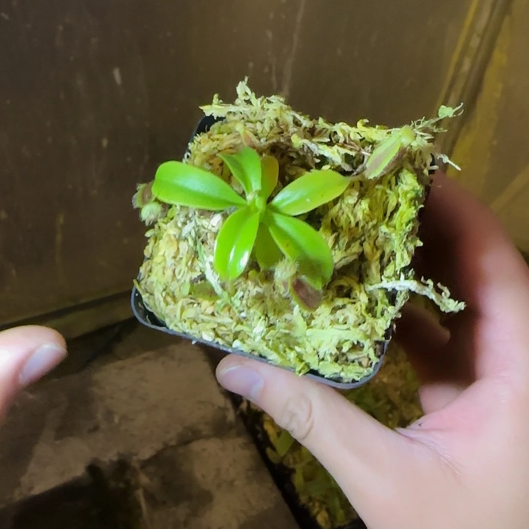 无花朵专拍猪笼草