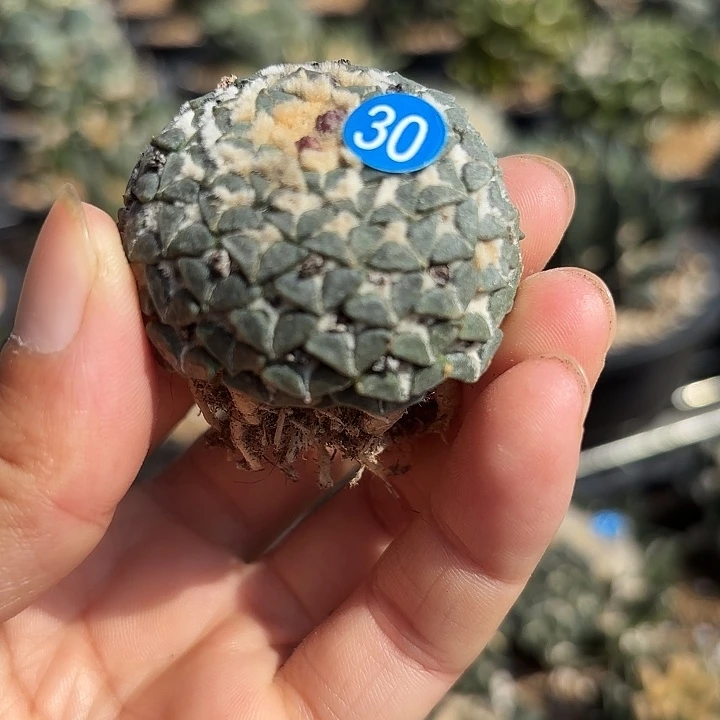 老***的袖蒲苗接落地仙人球30