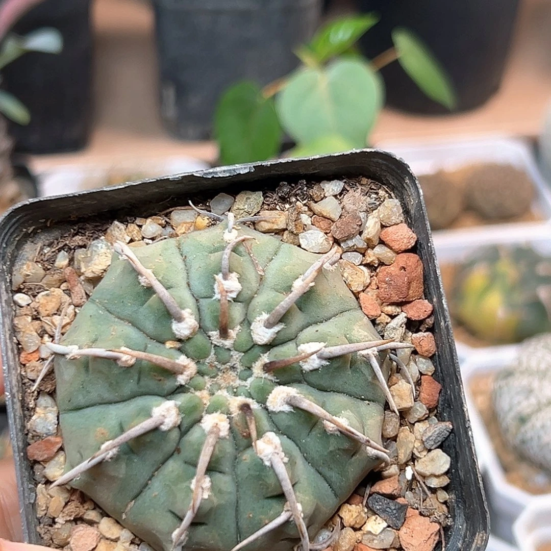 无花朵单刺春秋之壶一颗