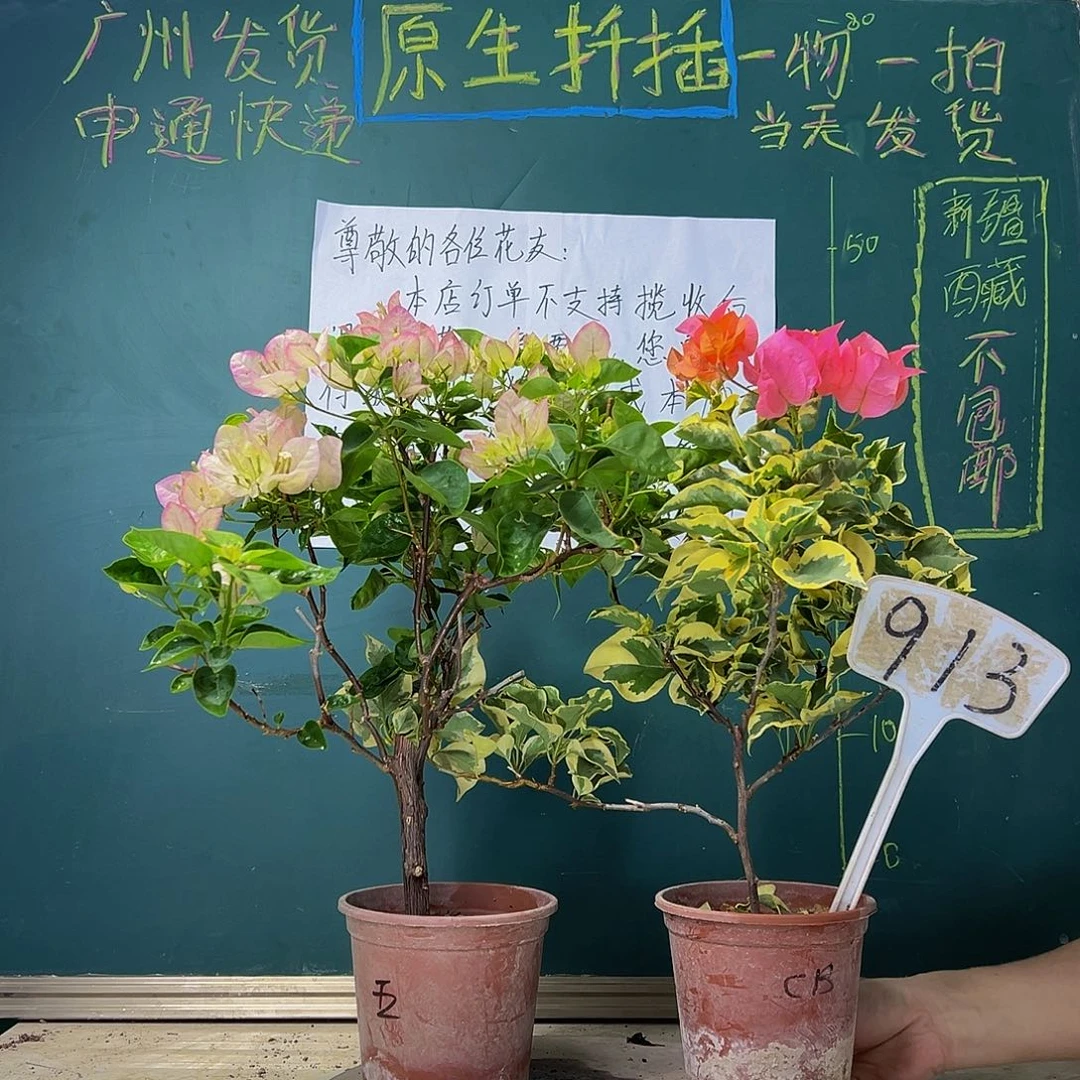 当前无花栽培后可以开花福利 绿叶五宝 橙冰 913