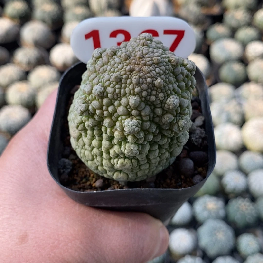 1367凝体玉福利系列